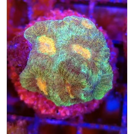 GONIASTRAEA ORANGE EYES