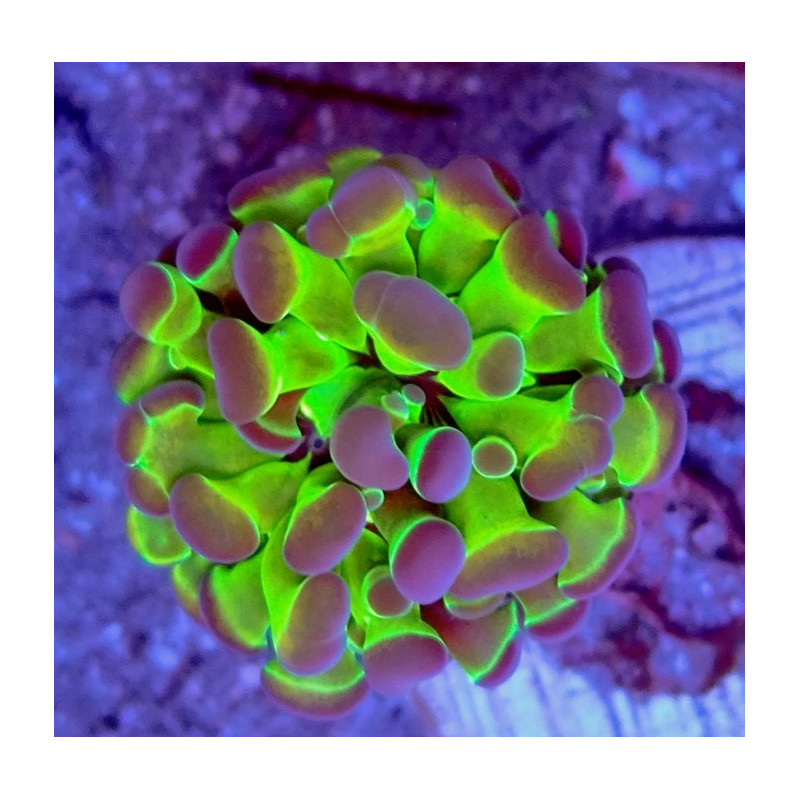 EUPHYLLIA PARANCORA REVERSE