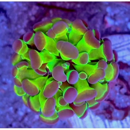 EUPHYLLIA PARANCORA REVERSE