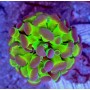 EUPHYLLIA PARANCORA REVERSE