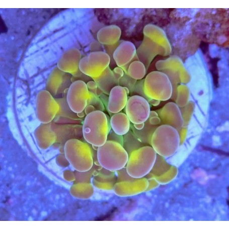 EUPHYLLIA PARANCORA ULTRA