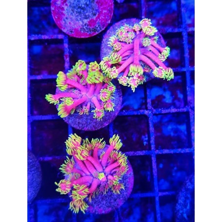 GONIOPORA TEQUILA SUNRISE