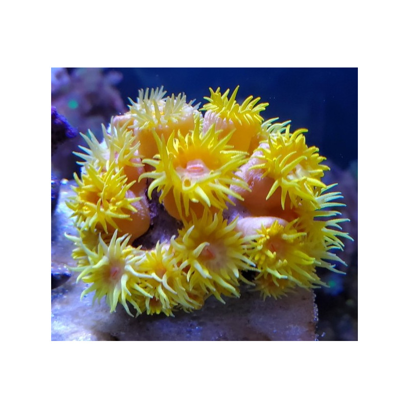 LARGE TUBASTREA FRAG