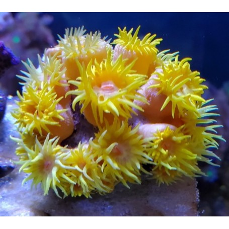 TUBASTREA FRAG GRANDE