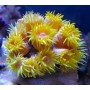 TUBASTREA FRAG GRANDE