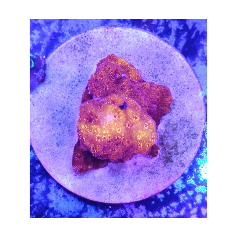 PAVONA MALDIVENSIS ORANGE