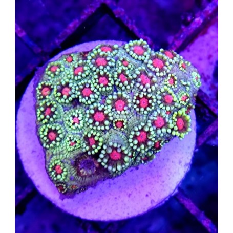 GONIOPORA INDONESIA ULTRA