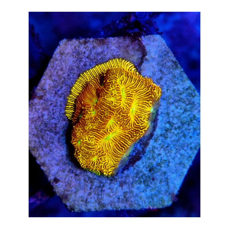 JACK'O LANTERN LEPTOSERIS