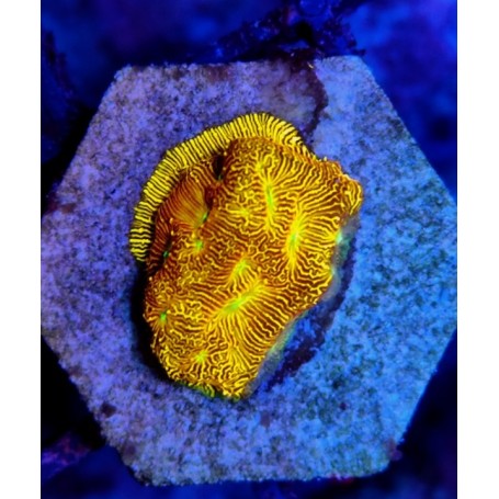 JACK'O LATERN LEPTOSERIS