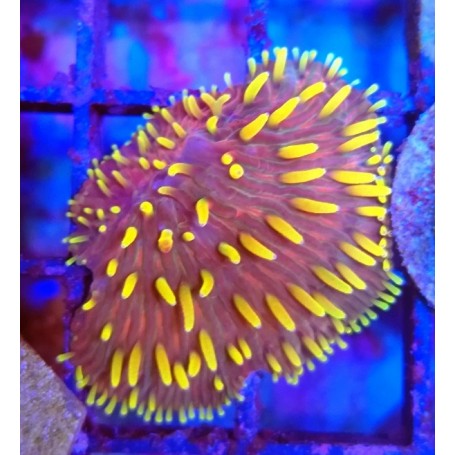 FUNGIA RAINBOW