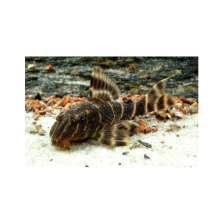 L104 PANAQUE MACCUS (PLECO PAYASO)