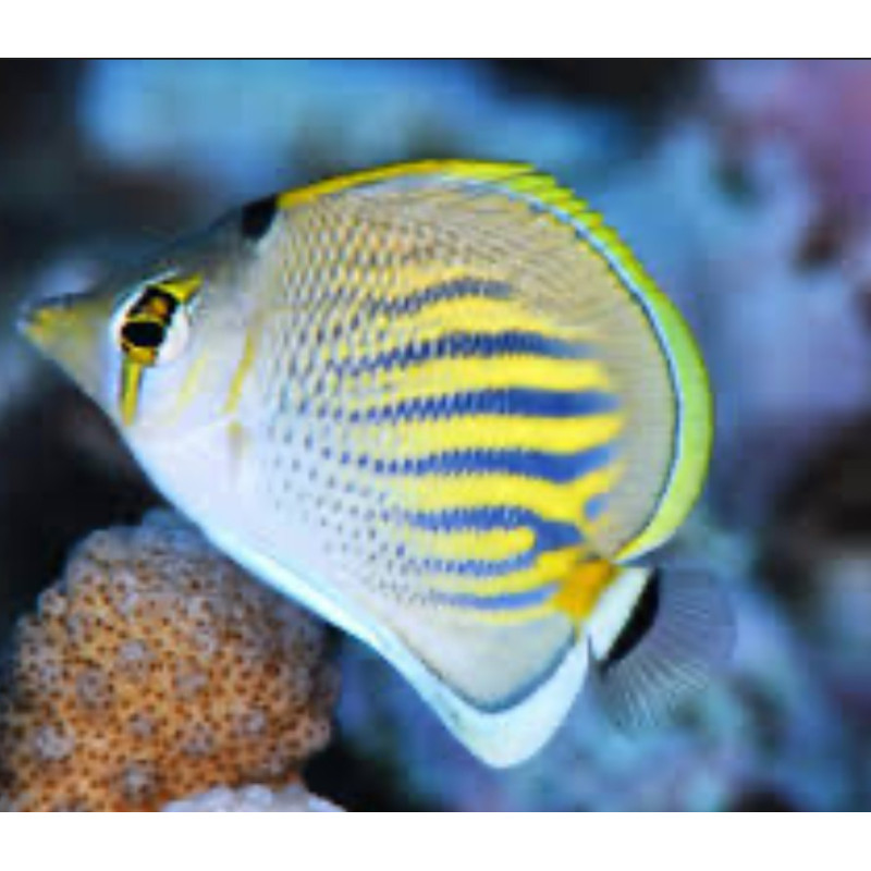 Chaetodon Pelewensis