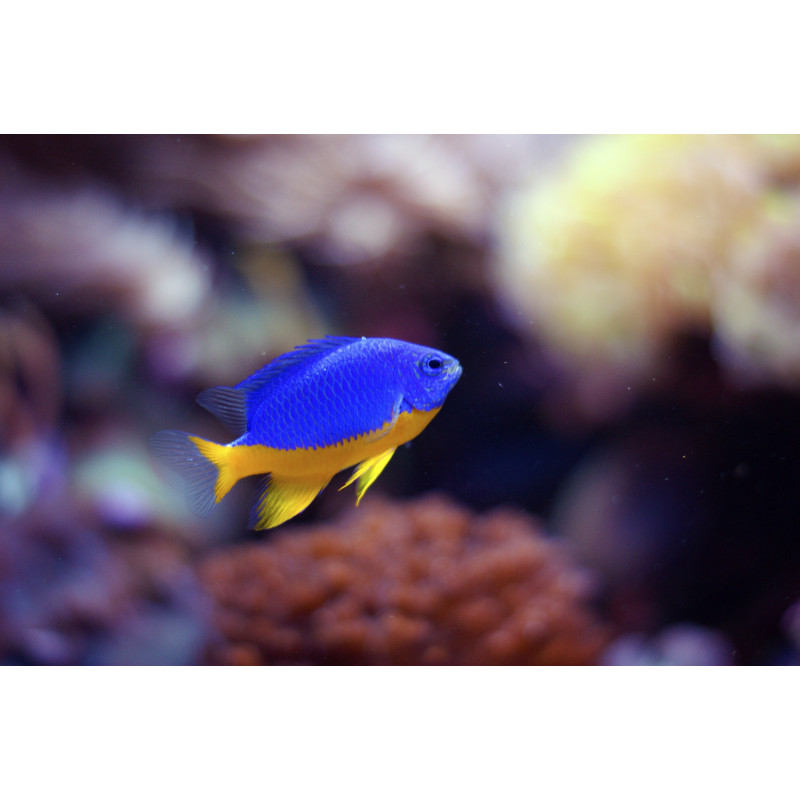 Chrysiptera Hemicyanea