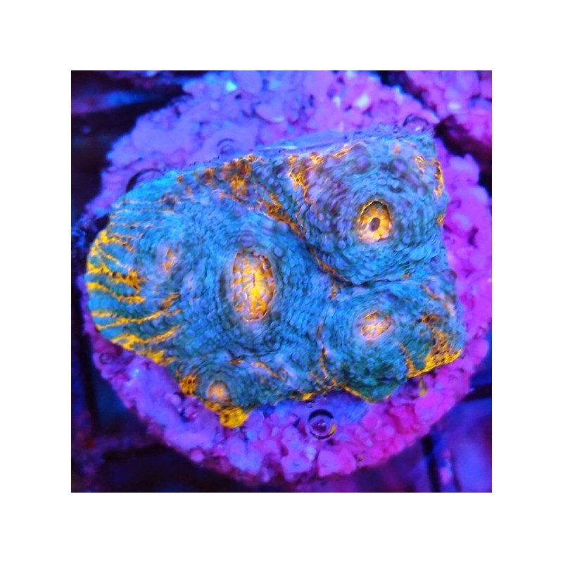 KATAR ORENJI (ORANGE-BLUE)