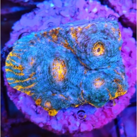 KATAR ORENJI (ORANGE-BLUE)