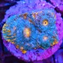KATAR ORENJI (ORANGE-BLUE)