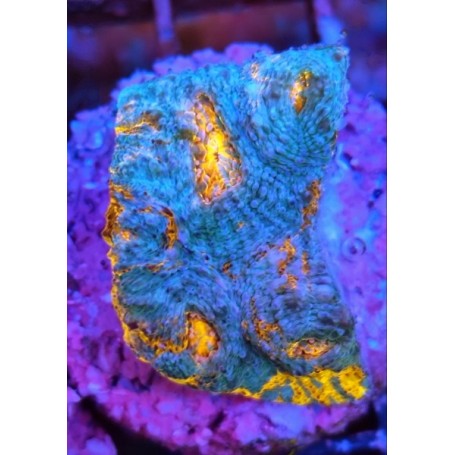 KATAR ORENJI (ORANGE-BLUE)