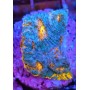 KATAR ORENJI (ORANGE-BLUE)