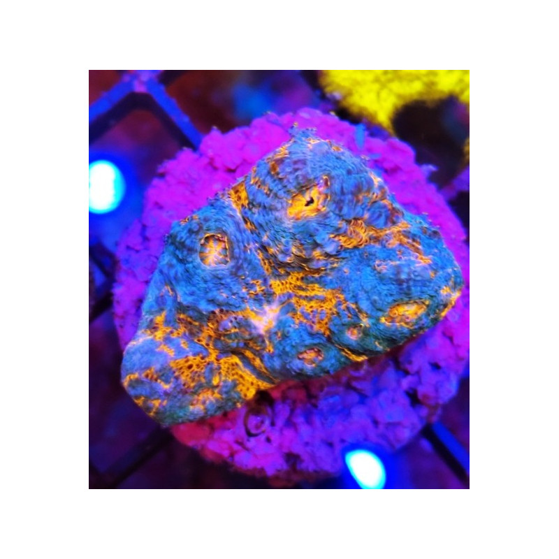 KATAR ORENJI (ORANGE-BLUE)