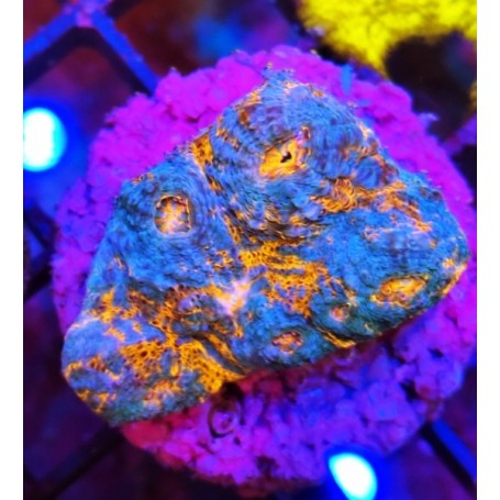 KATAR ORENJI (ORANGE-BLUE)