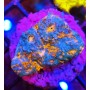 KATAR ORENJI (ORANGE-BLUE)