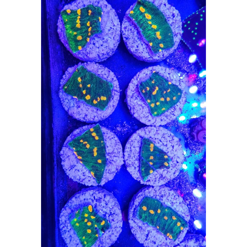 CHALICE SPACE INVADER