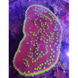 Turbinaria Reniformis (Large Cuttings)