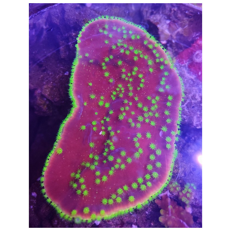 Turbinaria Reniformis (Large Cuttings)