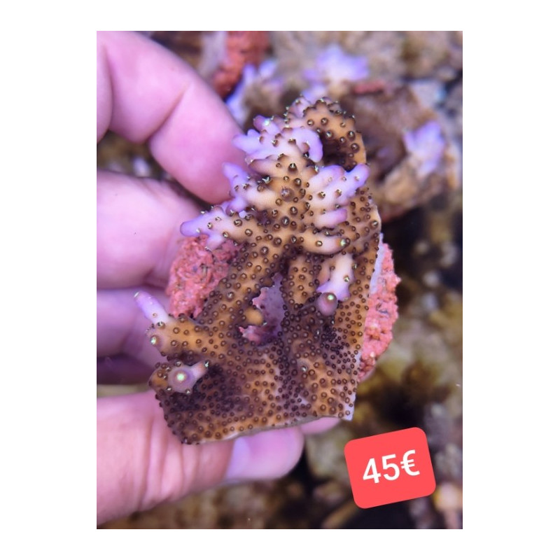 ACROPORA EFLORESCENS