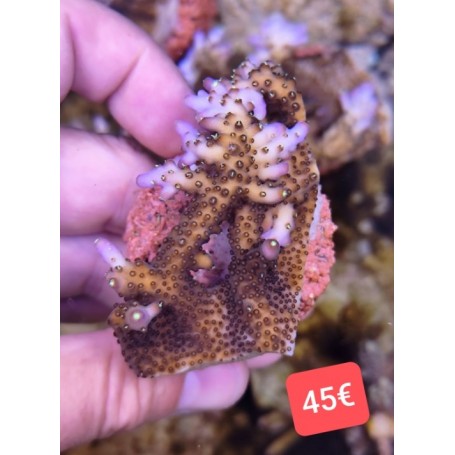 ACROPORA EFLORESCENS