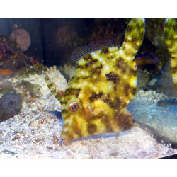 Acreichthys Tomentosus SIZE M (BRED IN CAPTIVITY)