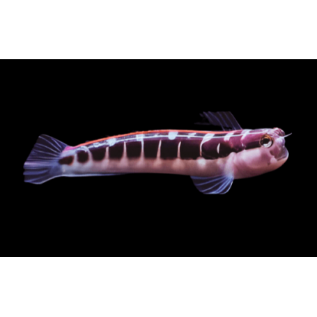 ECSENIUS LINEATUS