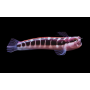 ECSENIUS LINEATUS