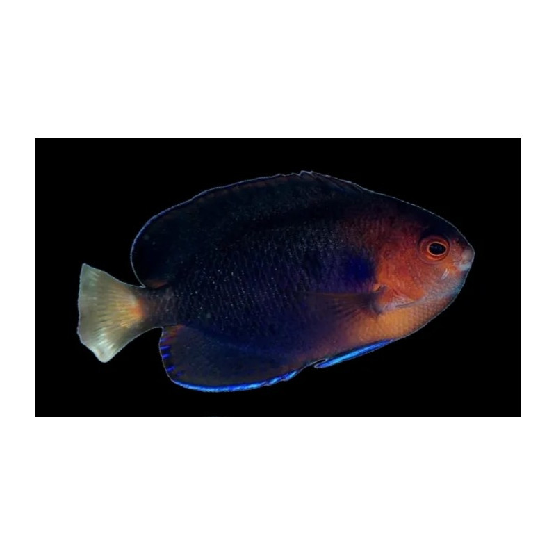 CENTROPYGE FLAVICAUDA