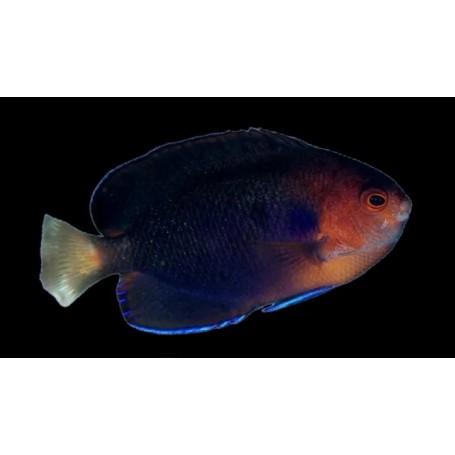 CENTEOPYGE FLAVICAUDA