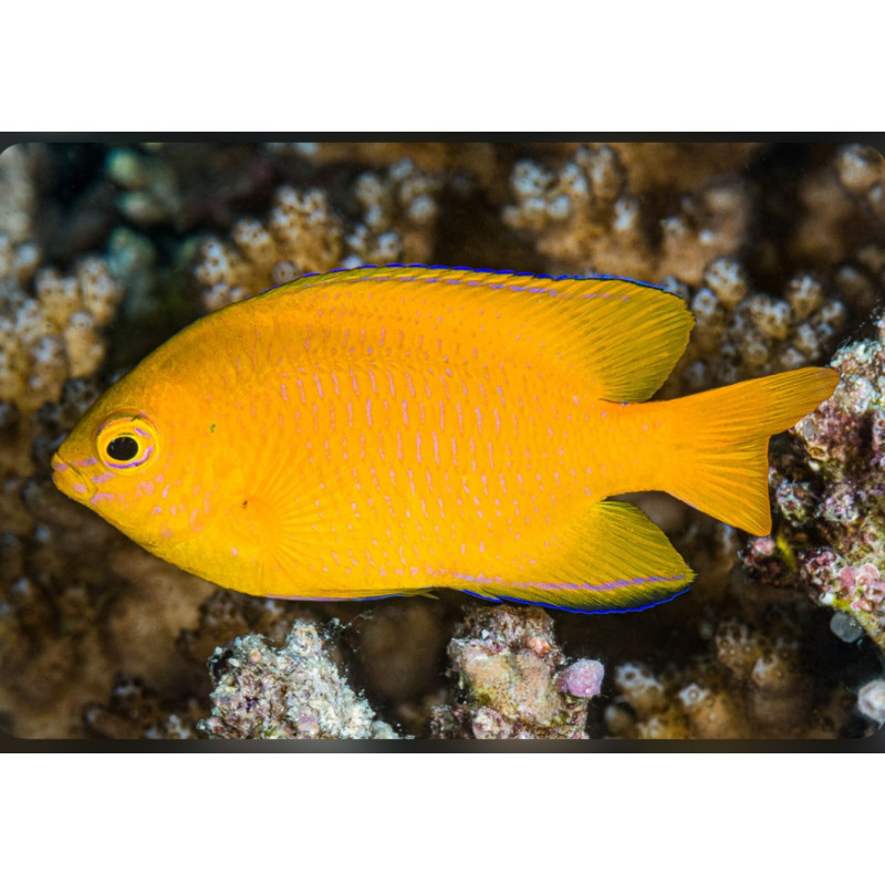 Pomacentrus moluccensis