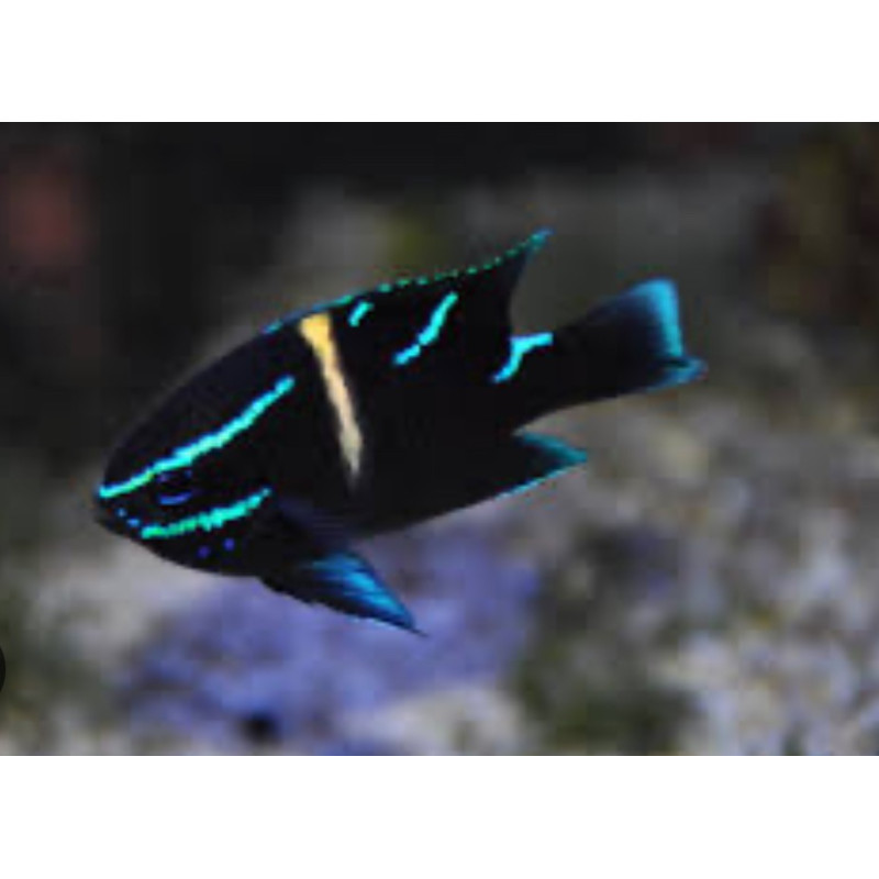 NEOGLYPHIDODON OXYODON