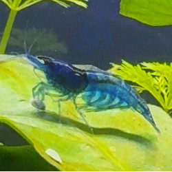 NEOCARIDINA BLUE VELVET