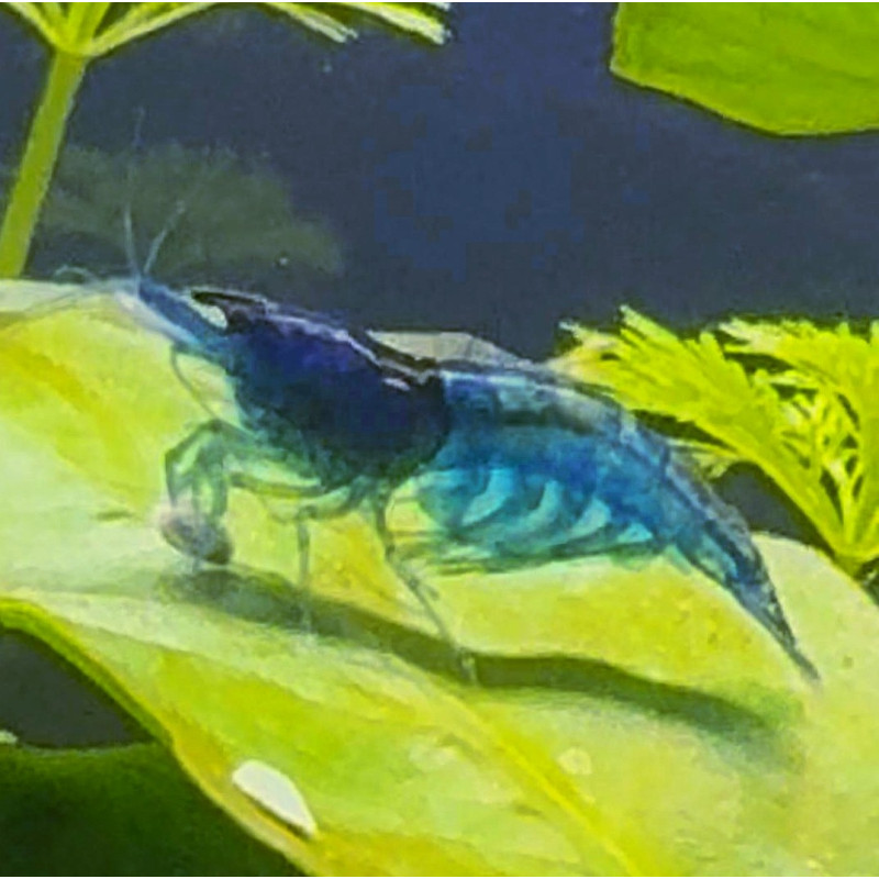 NEOCARIDINA BLUE VELVET