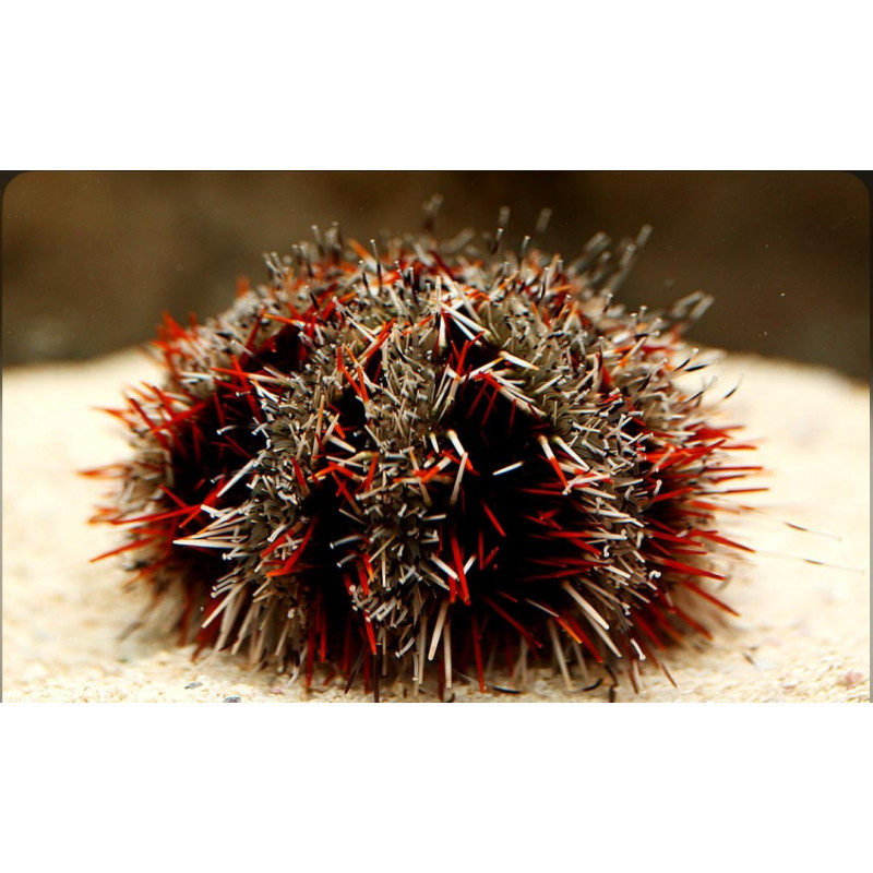 Tripneustes gratilla ME