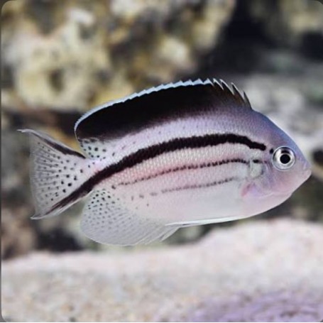 Genicanthus lamarck SM