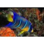 Holacanthus ciliaris S