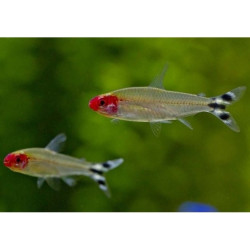 Hemigrammus RODHOSTOMUS (GOLDEN RUMMYNOSE) 2.5-3 CM
