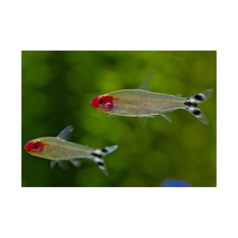 Hemigrammus RODHOSTOMUS (GOLDEN RUMMYNOSE) 2.5-3 CM