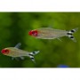 Hemigrammus RODHOSTOMUS (BORRACHITO) 2,5- 3 CM