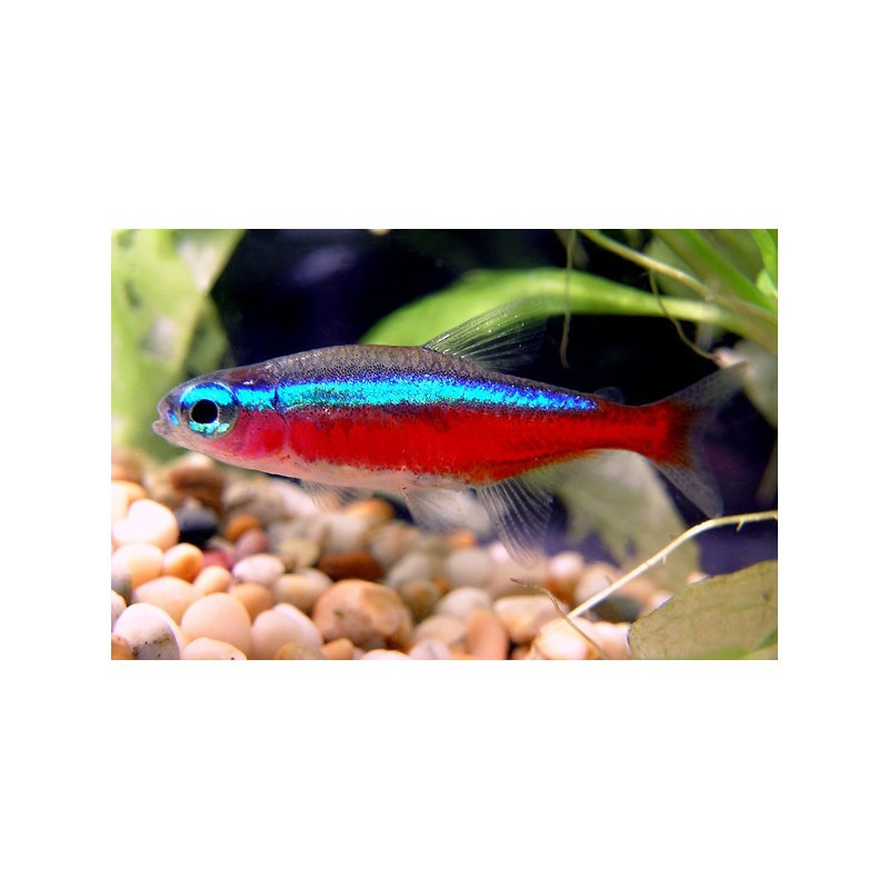 NEON CARDENAL 2- 2,5 CM (CRIADO)