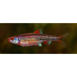 RAINBOW SHINER (NOTROPIS CHROSOMUS) 3.5-4 CM
