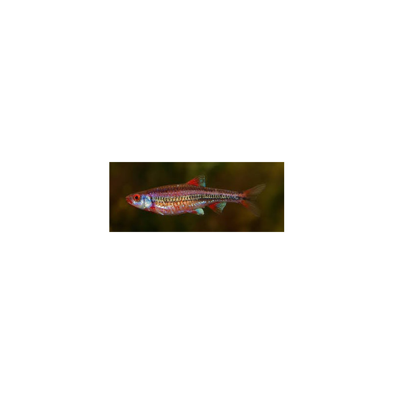 RAINBOW SHINER (NOTROPIS CHROSOMUS) 3.5-4 CM