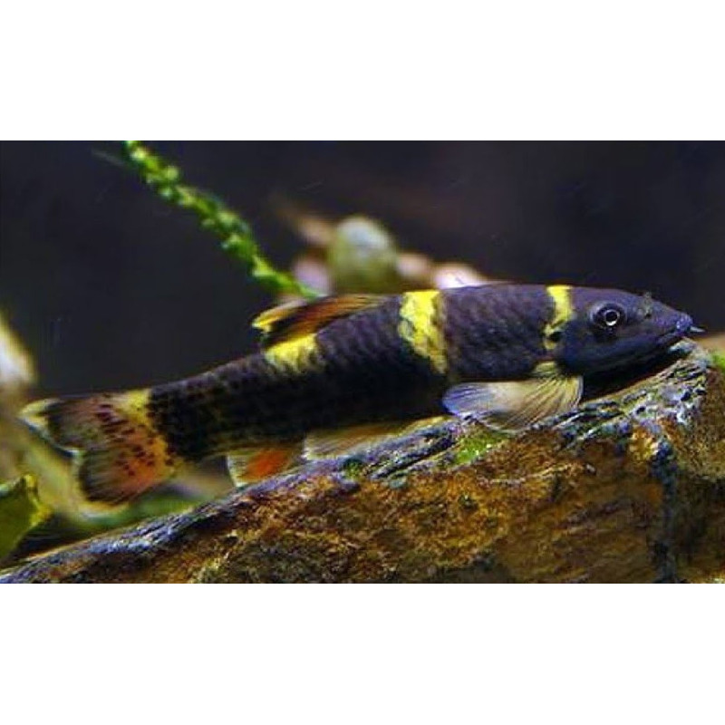 GARRA FLAVATRA PANDA 2,5-3 CM