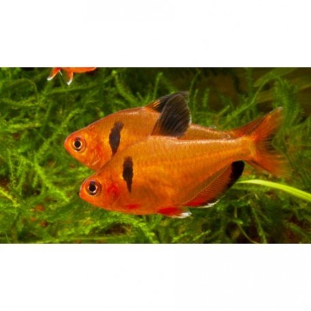 SERPAE (HYPHESSOBRYCON SERPAE) 2,5-3 CM